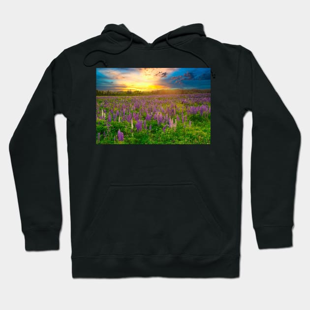 Lupins at Sunset Hoodie by rconyard